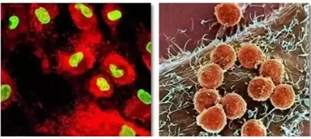 干细胞与免疫细胞有什么区别，怎么区分？-1.png