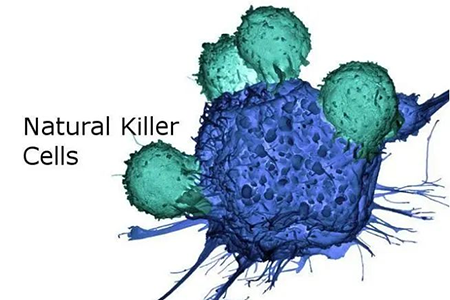 干细胞与免疫细胞有什么区别，怎么区分？-3.png