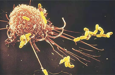 干细胞与免疫细胞有什么区别，怎么区分？-4.png